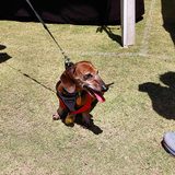 Wiener dog